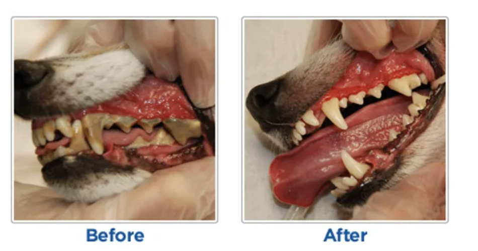 Canine Teeth Cleaning in City of Industry CA