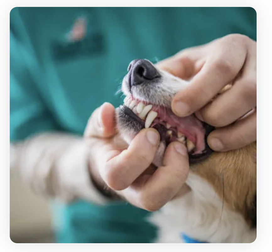 Canine Teeth Cleaning City of Industry CA
